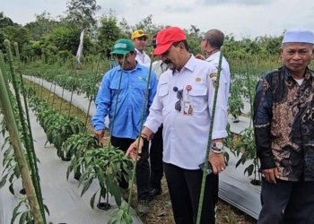 Tekan Inflasi, Pemprov Kalsel Perkuat Produksi Cabai dan Bawang di Kabupaten Banjar