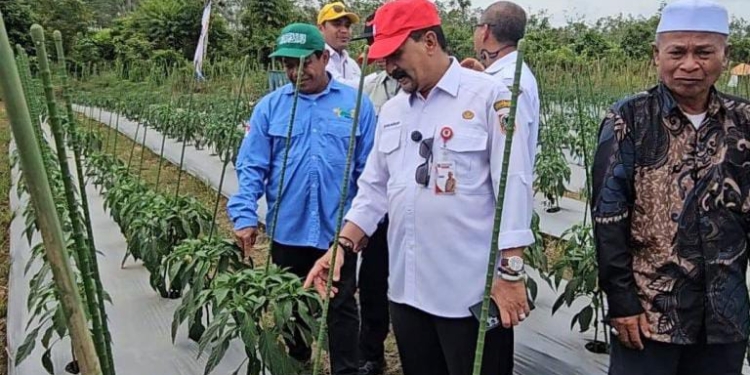 Tekan Inflasi, Pemprov Kalsel Perkuat Produksi Cabai dan Bawang di Kabupaten Banjar
