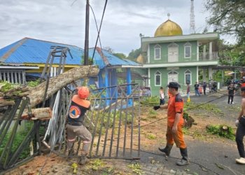 Angin Kencang Tumbangkan Pohon di Depan Kantor DPUPR Kotabaru, Sekretariat PWI Terdampak