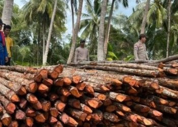Polres Lingga Tetapkan Enam Tersangka Kasus Pembalakan Liar Mangrove