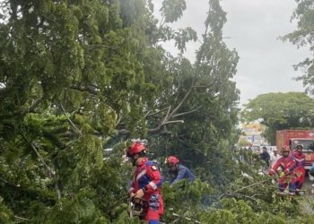 Pohon Tumbang Tutup Jalan Ahmad Yani Martapura, Lalu Lintas Lumpuh Sementara, Dua Warga Dilarikan ke Rumah Sakit