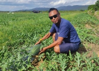 Jurnalis Tanah Bumbu Ubah Lahan 5 Hektare Jadi Surga Semangka, Ajak Milenial Petik Harapan