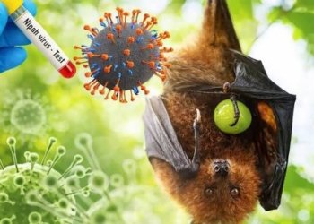 Belum Ada Kasus Virus Nipah, Dinkes Kalsel Tingkatkan Kewaspadaan Sistem Kesehatan
