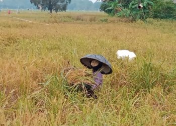 Pemprov Kalsel Fokus Pulihkan 12 Ribu Hektare Lahan Pertanian Pascabanjir