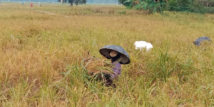 Pemprov Kalsel Fokus Pulihkan 12 Ribu Hektare Lahan Pertanian Pascabanjir