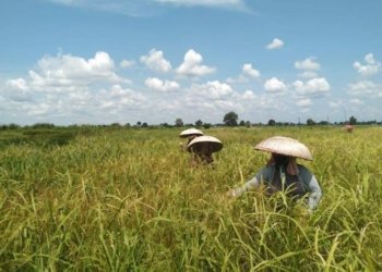 Perkuat Ketahanan Pangan 2026, Kalsel Fokus Rehabilitasi Lumbung dan Pembangunan Gudang