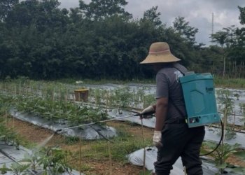 Sulap Lahan Kosong Jadi Kebun Pangan, Dinas PMD Kalsel Dorong Ketahanan Keluarga