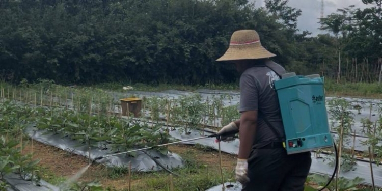 Sulap Lahan Kosong Jadi Kebun Pangan, Dinas PMD Kalsel Dorong Ketahanan Keluarga
