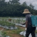 Sulap Lahan Kosong Jadi Kebun Pangan, Dinas PMD Kalsel Dorong Ketahanan Keluarga