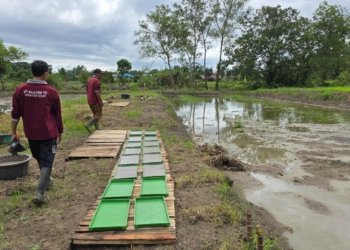 Distan Banjar Dorong Modernisasi Pertanian, Tanam Padi Unggul Inpari 32 di Lahan Percontohan