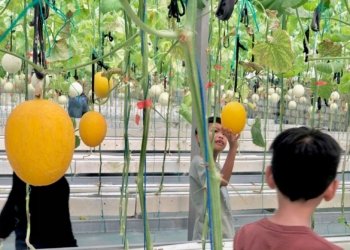 Delica Fresh Banjarbaru Jadi Favorit Libur Lebaran, Warga Antusias Petik Melon Langsung Dari Kebun