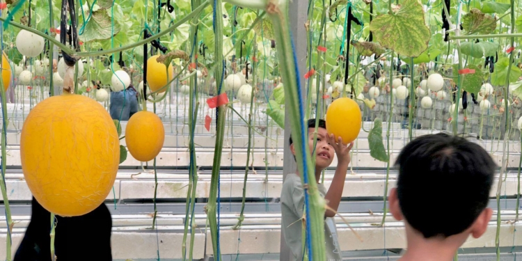 Delica Fresh Banjarbaru Jadi Favorit Libur Lebaran, Warga Antusias Petik Melon Langsung Dari Kebun