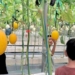 Delica Fresh Banjarbaru Jadi Favorit Libur Lebaran, Warga Antusias Petik Melon Langsung Dari Kebun