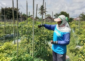 Pemprov Kalsel Dorong Pengumpulan Data Hortikultura Berbasis Aplikasi SPH-CAWI