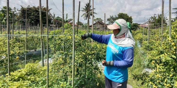 Pemprov Kalsel Dorong Pengumpulan Data Hortikultura Berbasis Aplikasi SPH-CAWI