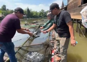 DPW Tani Merdeka Indonesia Kalsel Perkuat Ketahanan Pangan, Gandeng Petani Tambak dan Hidroponik Dukung Program MBG