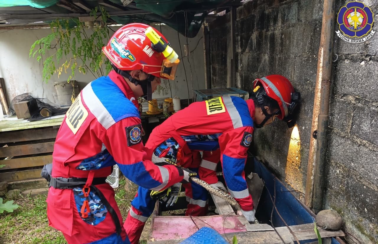 Damkar Banjar Tangkap Ular Sanca Batik di Permukiman Gambut, Warga Sempat Geger