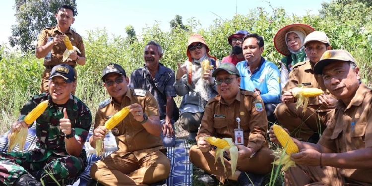 Dukung Ketahanan Pangan, Pemkab Kotabaru Panen Jagung di Desa Sebelimbingan