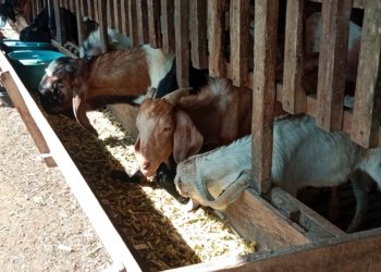Stok Hewan Kurban Aman, DKP3 Banjarbaru Pastikan Pasokan Lebihi Kebutuhan