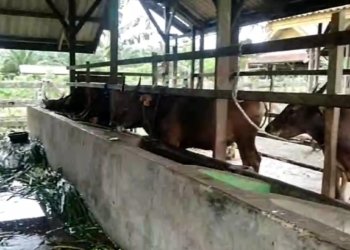 Inovasi ULM, Program Penggemukan Sapi NTT Hasilkan Beasiswa