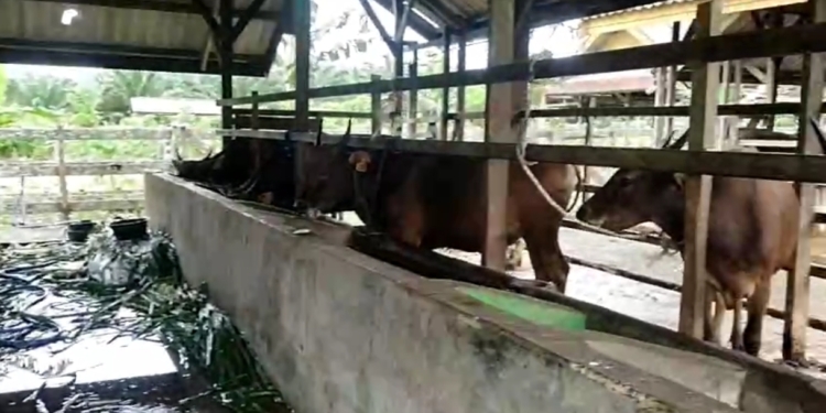 Inovasi ULM, Program Penggemukan Sapi NTT Hasilkan Beasiswa