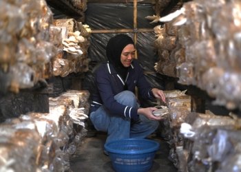 Petani Jamur Banjarbaru Tunjukkan Produktivitas, Melalui Dukungan Program PLN Peduli