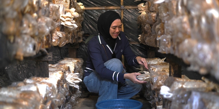 Petani Jamur Banjarbaru Tunjukkan Produktivitas, Melalui Dukungan Program PLN Peduli