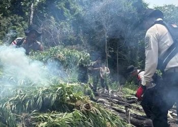 Gagalkan Peredaran 50 Ton Ganja, Operasi Antik Seulawah 2026 Bersihkan 20 Hektare Ladang di Aceh Besar