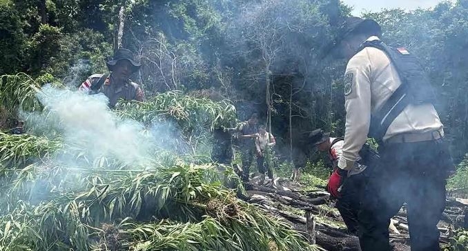 Gagalkan Peredaran 50 Ton Ganja, Operasi Antik Seulawah 2026 Bersihkan 20 Hektare Ladang di Aceh Besar