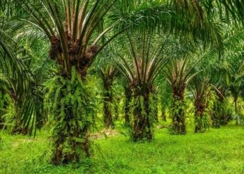 ULM Bikin Gebrakan! Kuliah Sawit Gratis Plus Uang Saku Besar, Lulus Langsung Diburu Perusahaan