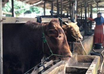 Jelang Idul Adha, Permintaan Stok Sapi Kurban Safrin Tembus 650 Ekor
