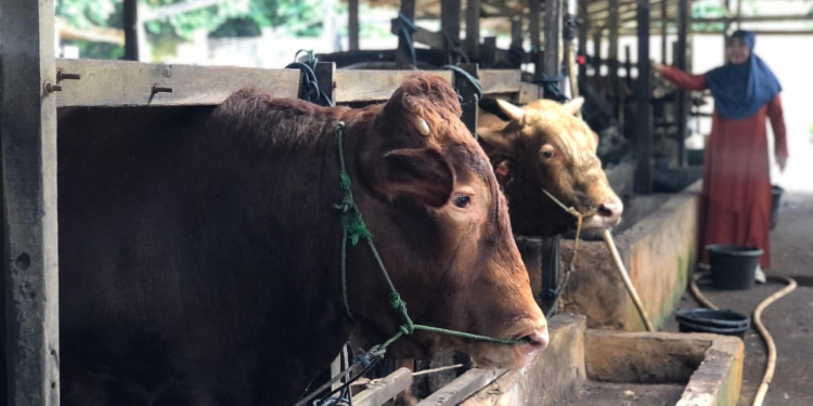 Jelang Idul Adha, Permintaan Stok Sapi Kurban Safrin Tembus 650 Ekor
