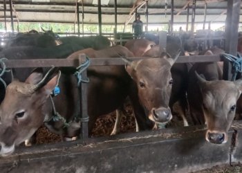 Jelang Iduladha 2026, Disbunnak Kalsel Siapkan 23 Ribu Hewan Kurban