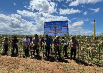 Dukung Ketahanan Pangan Nasional, Polres Tanah Bumbu Ikuti Panen Raya Jagung dan Operasionalkan SPPG Secara Serentak