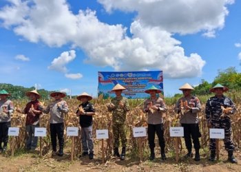 Panen Raya Jagung di Tala, Polda Kalsel Pastikan Harga Tetap Stabil Saat Panen Melimpah