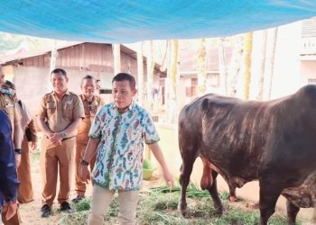 Masinton-Mahmud Serahkan Dua Ekor Sapi Kurban Presiden dan Wapres untuk Korban Bencana Hutanabolon