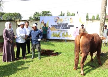 23 Ekor Sapi dan 1 Ekor Kambing di qurban kan Polres Tanah Laut di Raya Idul Adha Tahun ini