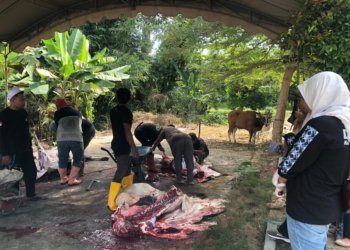 Hewan Kurban di Masjid Agung Al-Munawwarah Dipastikan Sehat, Warga Diimbau Masak Daging Hingga Matang
