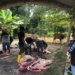Hewan Kurban di Masjid Agung Al-Munawwarah Dipastikan Sehat, Warga Diimbau Masak Daging Hingga Matang
