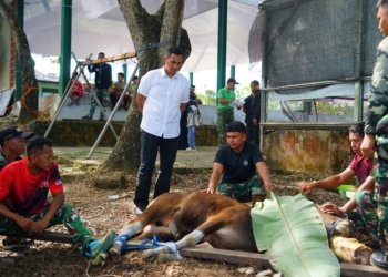 Wujud Kepedulian TNI, Kodim Tanah Bumbu Bagikan Daging Kurban Idul Adha 1447 H ke Masyarakat