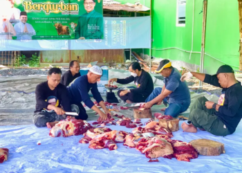 PKB Kalsel Sembelih Lima Ekor Sapi Kurban, Bagikan 800 Paket Daging untuk Masyarakat