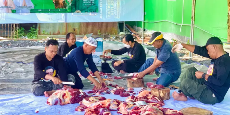 PKB Kalsel Sembelih Lima Ekor Sapi Kurban, Bagikan 800 Paket Daging untuk Masyarakat