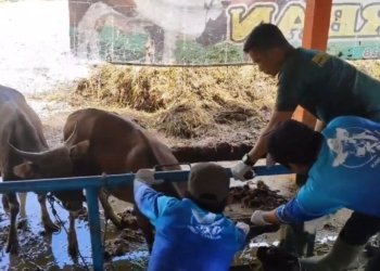 Pastikan Hewan Kurban Sehat, Distan Banjar Periksa Sapi Jelang Idul Adha