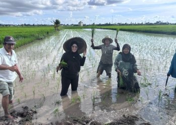 Petani Jaruju Laut Mulai Tanam Padi, Hj Helda Rina Turun Langsung ke Sawah