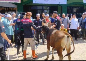 Permintaan Juru Sembelih Halal Meningkat, DPD JULEHA Kabupaten Banjar Kebanjiran Tugas Saat Idul Adha 1447 H