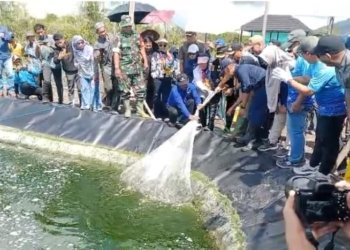 Panen Perdana Udang Vaname di Kotabaru, Rusli – Syairi Dorong Pulau Laut Timur Jadi Sentra Budidaya Modern