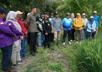 Perkuat Komitmen Swasembada Pangan, Bupati Tinjau dan Panen Raya Padi