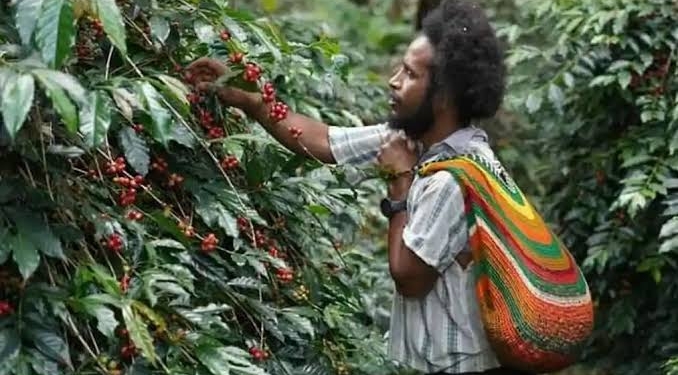 Melipatgandakan Cuan, Rahasia Petani Lanny Jaya Raup Penghasilan 3 Kali Lipat Berkat Dome PLN