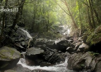 Antara ‘Emas’ dan Oksigen di Halau-Halau