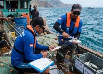 Metode Penelitian Dalam Perikanan Tangkap Menggunakan Jaring Insang (Gill Net)